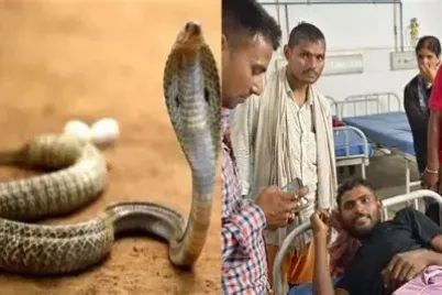 10-lakh-rupees-for-snake-bite-victim-family-in-Bihar-announcement-in-Assembly.webp