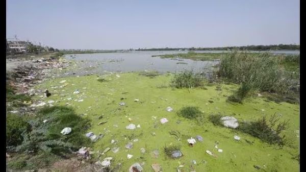 Two of six Mundka waterbodies found contaminated with sewage, says report