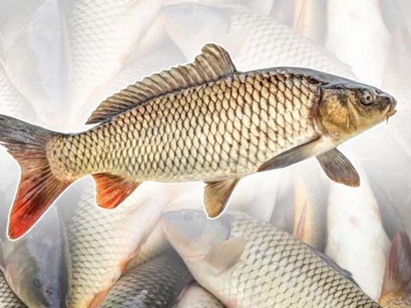 African Catfish in Ganges affecting local fish population