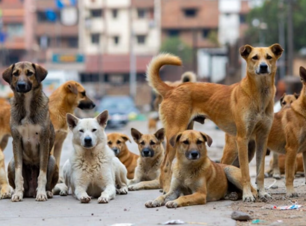 Dog Terror in Muzaffarpur after stray dogs attack and kill toddler