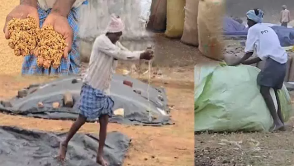 Heavy rain damages grain in Telangana at market yards and procurement centres