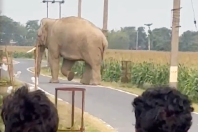 Kishanganj-wild-elephant-panic-as-giant-elephant-appears-on-Dhanthola-Doriya-road.png
