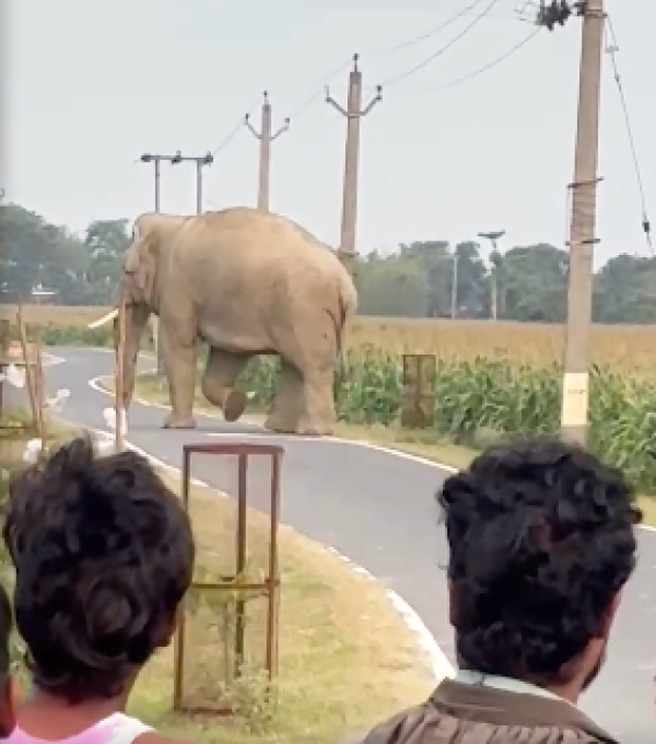 Kishanganj wild elephant panic as giant elephant appears on Dhanthola-Doriya road