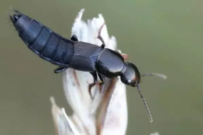 Rove-Beetles-in-Thadepalligudem-causing-concern-among-villagers-in-West-Godavari-district.png
