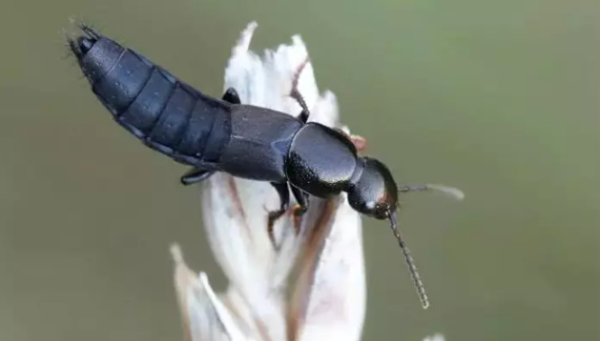 Rove Beetles in Thadepalligudem causing concern among villagers in West Godavari district