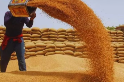 Wheat-procurement-target-increased-in-Bihar-allowing-farmers-to-sell-wheat-at-MSP.png