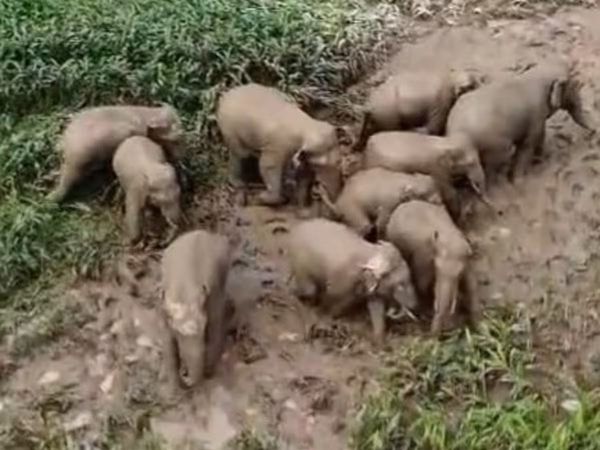 Wild elephants havoc in Kishanganj as herd damages houses and crops in border villages