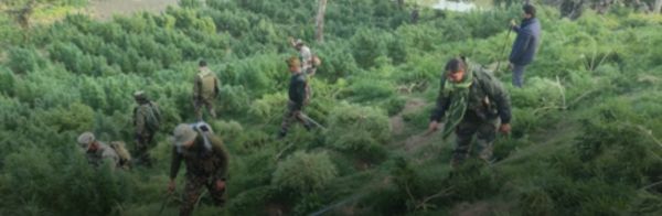 Security forces removing and destroying ganja plants in Tripura