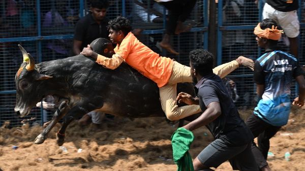 jallik.jpeg