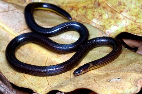 New reed snake species discovered in forested areas of Mizoram